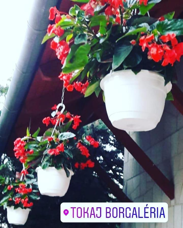 Borgaleria *